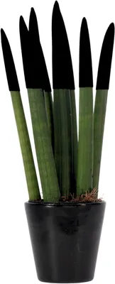 Productafbeelding van Decoratieve Sansevieria - Fluwelen Plant - Binnenhuis Decoratie - Luchtzuiverend Effect - 20-40 cm - Groen