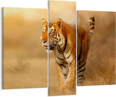 Produktbild von Bild auf Leinwand - Leinwandbild - tiger tier - 95x80cm - Wand Bild - Wanddeko - Wandbilder - Leinwanddruck - Bilder - Kunstdruck - Wanddekoration - Leinwand bilder - Wandkunst - CB95x80-3946