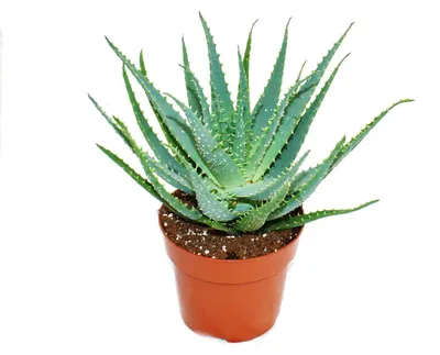 Obrázek produktu pro Aloe aborescens im 19cm Topf
