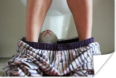 Produktbild von MuchoWow® Poster Katze - Hose - Toilette 60x40 cm - Schlafzimmerdekoration