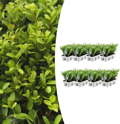 Produktbild von Ilex crenata 'Jenny' | 48 Stücke - 15cm - Ø7cm - Gartenpflanze