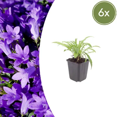 Immagine prodotto di Campanula pers. 'Coerulea' | 6 pezzi - 10-25cm - Ø9cm - Pianta da giardino