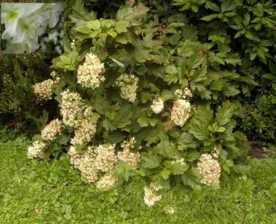 Produktbild von Hydrangea quercifolia Snowflake - Eichenblatt-Hortensie - Eichenblättrige Hortensie - 40-60cm