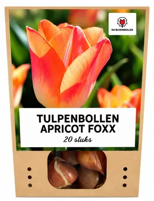 Productafbeelding van Tulpenbollen 'Apricot Foxx' | 20 Stuks | Zalmroze Tulp - 30-50cm - Ø5cm - Bloembol - Tuinplant