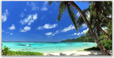 Produktbild von Glasbilder 120x60 Wandbild Druck auf Glas Palmen Meer Landschaft
