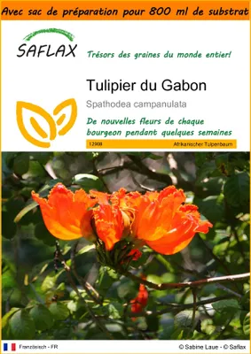 Image de SAFLAX Garden in the bag - Tulipier du Gabon - 30 graines - Spathodea