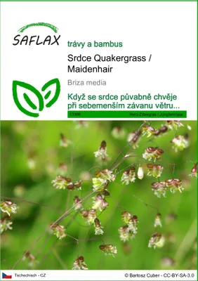 Obrázek produktu pro SAFLAX - Srdce Quakergrass / Maidenhair - Briza media - 75 Semena