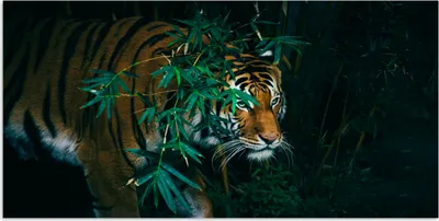 Produktbild von MuchoWow® Poster Tiger - Tiere - Dschungel 40x20 cm - Poster für die Wand - Poster Schlafzimmer