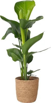 Produktbild von Paradiesvogelblume - Strelitzie - Strelitzia nicolai - Höhe 55-70cm - ⌀17cm