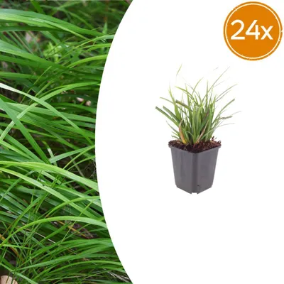 Immagine prodotto di Carex morrowii - Carex giapponese - Vaso da 9 cm - Altezza 10-25 cm - Set da 24 piante
