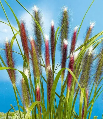 Produktbild von BALDUR Garten 3x Lampenputzergras Red Head, Pflanzen im 9x9 cm-Topf, robuste winterharte Staude, mehrjährig & pflegeleicht, Wasserbedarf gering, blühend, Pennisetum alopecuroides