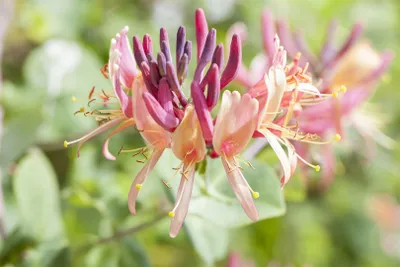 Produktbild von Lonicera periclymenum 'Serotina', Geißblatt, rot-gelb, 60–100 cm