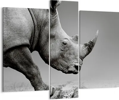 Produktbild von Bild auf Leinwand - Leinwandbild - 3 Teile - Nashorn Monochrom Tier - 95x80cm - Wand Bild - Wanddeko - Wandbilder - Leinwanddruck - Bilder - Wanddekoration - Leinwand bilder - Wandbild - CB95x80-4954