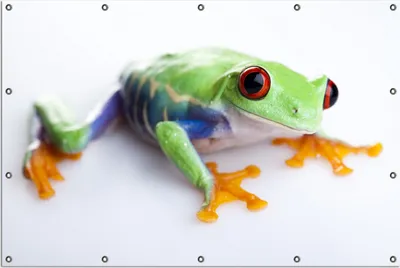 Produktbild von Wallario Outdoor-Poster für Garten oder Balkon, Motiv Lustiger Frosch in grün und orange, in ca. 120 x 180 cm