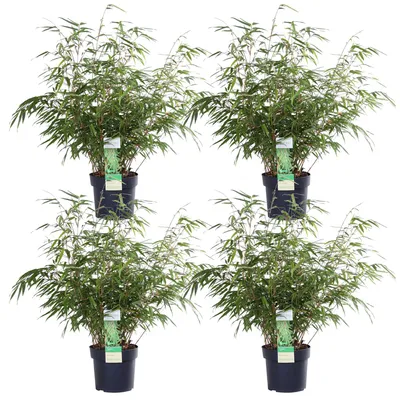 Produktbild von Roter Bambus 4x - ↨60cm - Ø19