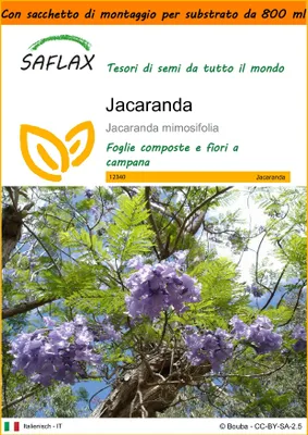 Immagine prodotto di SAFLAX Garden in the bag - Jacaranda - 50 semi - Jacaranda