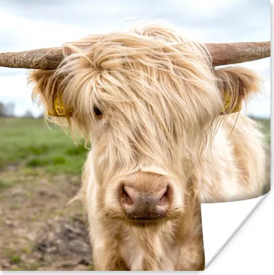 Produktbild von MuchoWow® Poster Schottische Highlander - Licht - Landschaft 100x100 cm - Babyzimmer