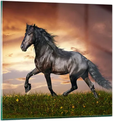 Produktbild von Bilder auf glas - Pferd Tier Wiese - 50x50cm - Glasbilder - Wandbilder - Kunstdruck - zum Aufhängen bereit - Wanddekoration aus Glas - Glas Bilder - Wandbild auf Glas - Einteilig - GAC50x50-2608