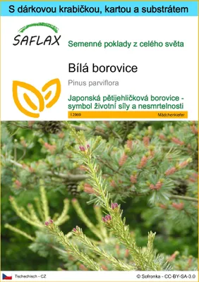 Obrázek produktu pro SAFLAX Dárková sada - bílá borovice - Pinus parviflora - 10 Semena - S dárkovou krabičkou, přepravním štítkem, dárkovou kartou a pěstebním médiem