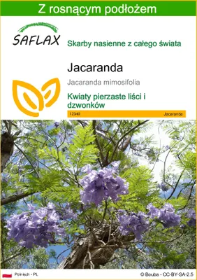 Zdjęcie produktu dla SAFLAX - Jacaranda - 50 Nasiona - Z podłożem uprawowym wolnym od zarazków - Jacaranda mimosifolia