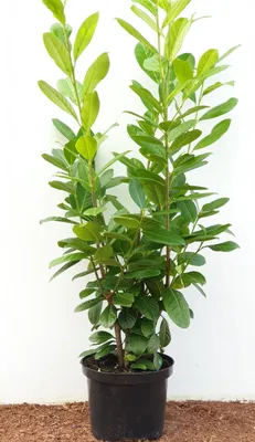 Produktbild von Lorbeerkirsche 'Novita' Prunus laurocerasus 'Novita' C 80- 100