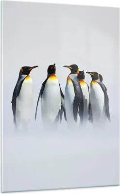 Produktbild von Bilder auf glas - Einteilig - Pinguine Winter Schnee Spaziergang - 70x100cm - Glasbilder - Wandbilder - Bilder - Wanddekoration aus Glas - Glas Bilder - Wandbild auf Glas - GPA70x100-2893