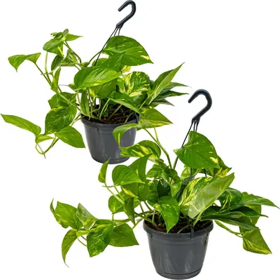 Produktbild von 2er Set - Scindapsus Aureum - Efeutute - Hängepflanze - Zimmerpflanzen - Kletterpflanzen für drinnen - Pflegeleicht - Höhe 20-30 cm - Topf 17 cm