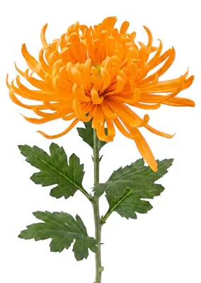 Produktbild von Clayre & Eef Kunstblume Orange Kunststoff