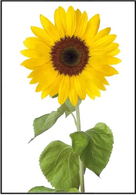 Produktbild von Wallario Wandbild Sonnenblume, Größe: 70,30 x 100,30 cm, Poster mit schwarzem Aluminiumrahmen
