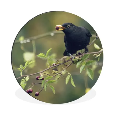 Produktbild von MuchoWow® Aluminium Wandkreis Amsel mit roter Beere im Schnabel Ø 60 cm Wanddeko Modern Wohnzimmer - Wand Kreis - Wandbild - Schlafzimmer - Aluminium Bild - Kinderzimmer - Wohnzimmer Dekoration - Wandschmuck