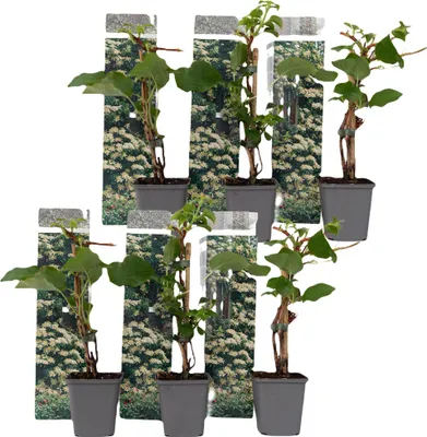 Zdjęcie produktu dla Hortensja - 6 szt - Hydrangea anomale petiolaris - Wysokość 25-40cm - ⌀9cm
