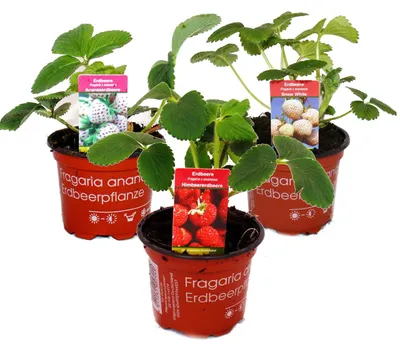 Produktbild von Ausgefallene Erdbeer-Sorten 3 Pflanzen Weisse Erdbeere"Snow White" Ananas-Erdbeere Himbeer-Erdbeere