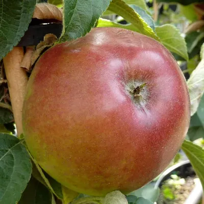 Produktbild von Rhapsodie (S) - Säulenapfel Herbstapfel