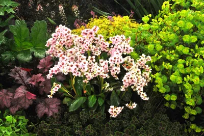 Produktbild von Stauden Gänge 10 x Bergenia cordifolia 'Dragonfly Angel Kiss‘ - Bergenie - Ein Blütentraum für jede Jahreszeit. - Bienenfreundlich