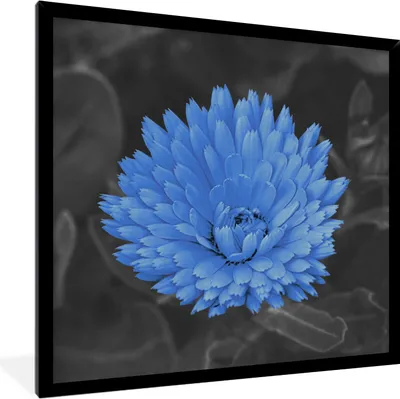 Produktbild von MuchoWow® Gerahmtes Poster Blumen - Schwarz - Weiß - Blau 40x40 cm - Poster mit Schwarzem Bilderrahmen Wandposter Rahmen Foto Bilder - Mit Rahmen - Wanddekoration Schlafzimmer