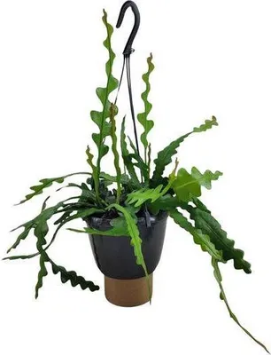 Zdjęcie produktu dla Kaktus pilkowaty Epiphyllum Anguliger, srednica 14cm, wysokosc 35cm - latwa w