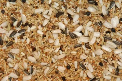 Productafbeelding van Wielink Special voer voor grote Parkieten 20KG