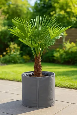 A potted palm tree sits on a patio in a garden setting.