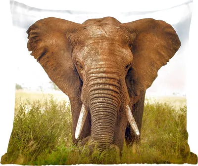 Produktbild von MuchoWow® Zierkissen Sofakissen Wohnzimmer Dekokissen 40x40 cm Elefant - Gras - Tiere - Natur - Foto Kissen - Schlafzimmer Dekoration