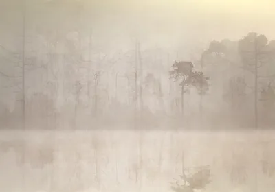 Zdjęcie produktu dla Fototapeta flizelinowa las 400x280 cm fototapeta XXL drzewa natura mgła jak malowana b-A-10070-a-a