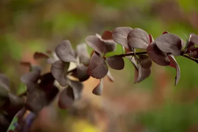 Produktbild von Berberis ottawensis 'Superba', Blutberberitze, rotlaubig, 60–100 cm