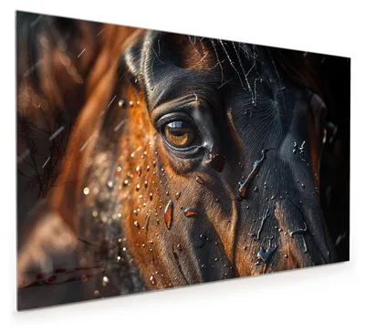 Produktbild von Küchenrückwand Spritzschutz Glas mit Motiv Pferdeauge im Regen 40 x 40 cm