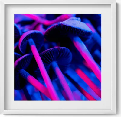 Produktbild von Magische farbige Pilze– Wandbild mit Rahmen – Gerahmtes Bild  – Wanddekoration – 50x50 cm –  Weiß Rahmen