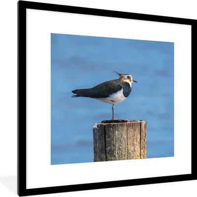 Produktbild von MuchoWow® Gerahmtes Poster Vogel - Tiere - Pfahl - Blau - Kiebitz 40x40 cm - Poster mit Schwarzem Bilderrahmen Wandposter Rahmen Foto Bilder - Poster - Plakat im Rahmen