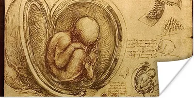 Produktbild von MuchoWow® Poster Baby im Mutterleib - Leonardo da Vinci 80x40 cm - Wanddeko