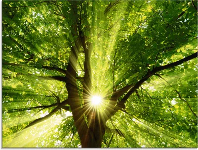 Produktbild von ARTland Glasbild Sonne strahlt explosiv durch den Baum Größe: 80x60 cm