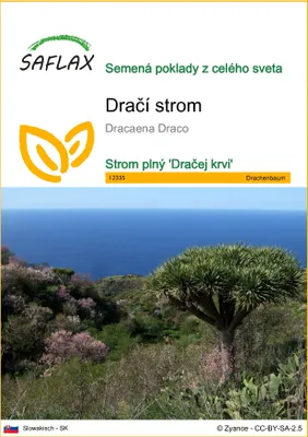 Produktbild von SAFLAX - dračí strom - Dracaena Draco - 5 Semená