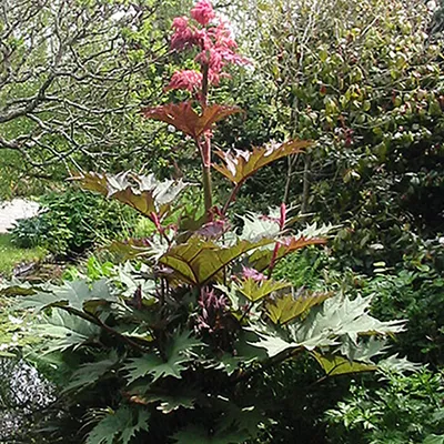Obrázek produktu pro 6 x sibiřská okrasná rebarbora - Rheum palmatum tanguticum - květináč 9 cm x 9 cm
