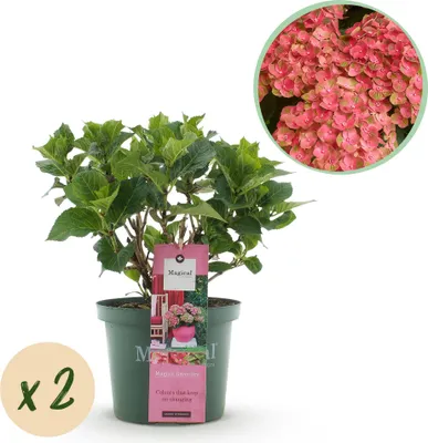 Produktbild von Green boutiQ - Balkonpflanze - Hortensie - Hydrangea Magical Green Fire - Rosa Grün - 6-10 Blüten - 2 Pflanzen - Topf 23cm Höhe 55cm
