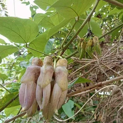 Obrázok produktu pre Mucuna (Mucuna sp. 'Bengkulu')  – 1 kus